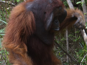 orangutan wanariset