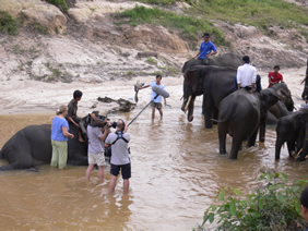 riau elephant center